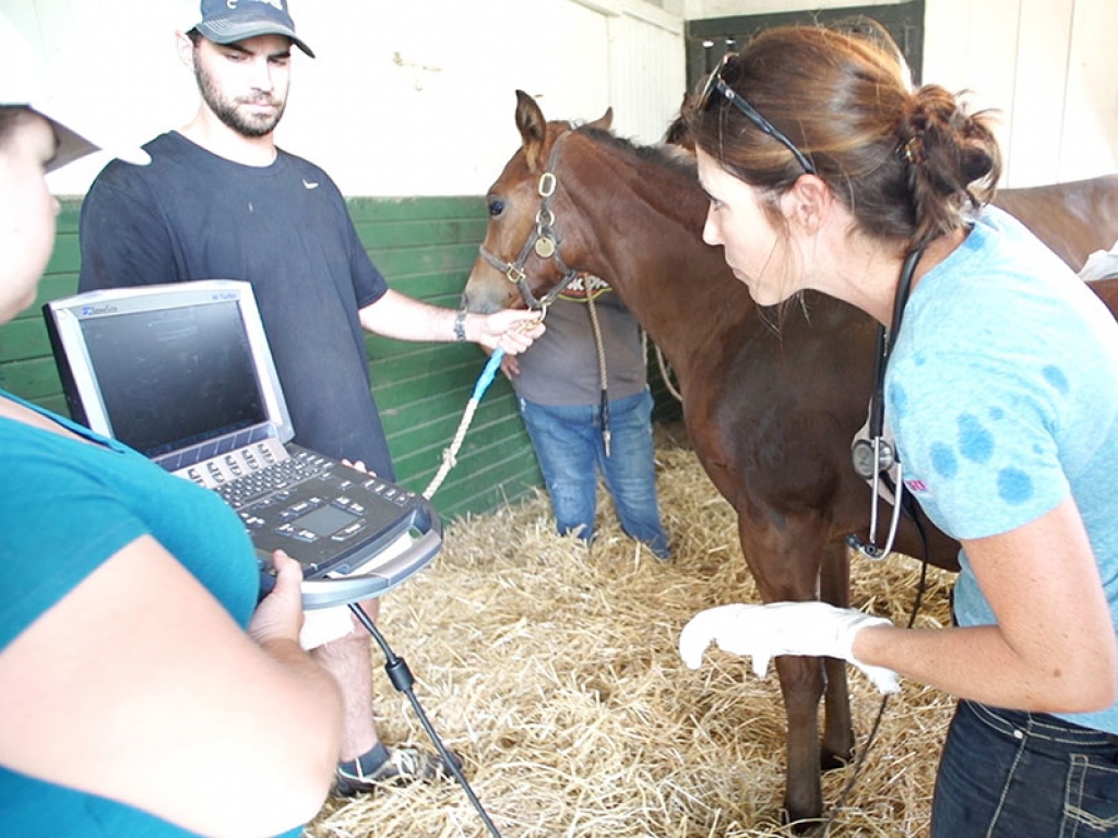 Equine Veterinarian